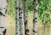 Wall Mural - Nordic Forest 366x254cm - Paper Wallpaper