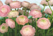 Komar Gentle Rose Wall Mural 368x254cm | Yourdecoration.co.uk