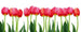 Dimex Bed of Tulips Wall Mural 375x150cm 5 Panels | Yourdecoration.co.uk