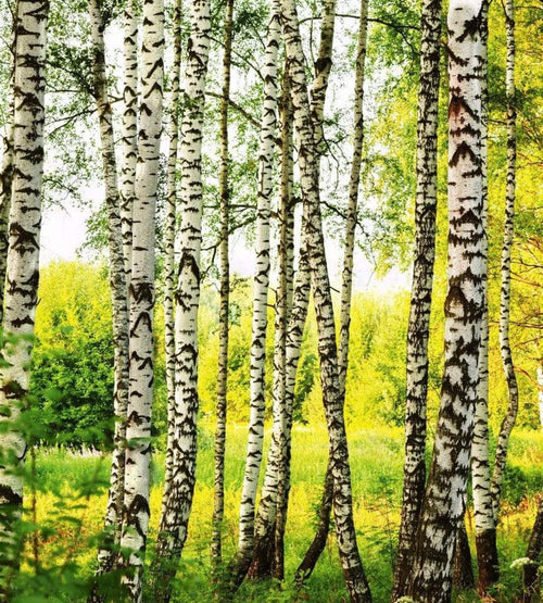 Dimex Birch Forest Wall Mural 225x250cm 3 Panels | Yourdecoration.co.uk