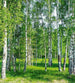 Dimex Birch Grow Wall Mural 225x250cm 3 Panels | Yourdecoration.co.uk