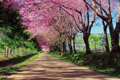 Dimex Blossom Alley Wall Mural 375x250cm 5 Panels | Yourdecoration.co.uk