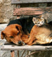 Dimex Cat and Dog Wall Mural 225x250cm 3 Panels | Yourdecoration.co.uk