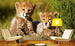 Dimex Cheetah Wall Mural 375x250cm 5 Panels Ambiance | Yourdecoration.co.uk