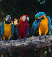 Dimex Colourful Macaw Wall Mural 225x250cm 3 Panels | Yourdecoration.co.uk