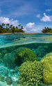 Dimex Coral Reef Wall Mural 150x250cm 2 Panels | Yourdecoration.co.uk