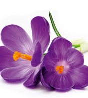 Dimex Crocus Wall Mural 225x250cm 3 Panels | Yourdecoration.co.uk