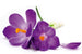 Dimex Crocus Wall Mural 375x250cm 5 Panels | Yourdecoration.co.uk