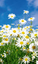 Dimex Daisies Wall Mural 150x250cm 2 Panels | Yourdecoration.co.uk