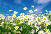 Dimex Daisies Wall Mural 375x250cm 5 Panels | Yourdecoration.co.uk