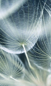 Dimex Dandelion Macro Wall Mural 150x250cm 2 Panels | Yourdecoration.co.uk