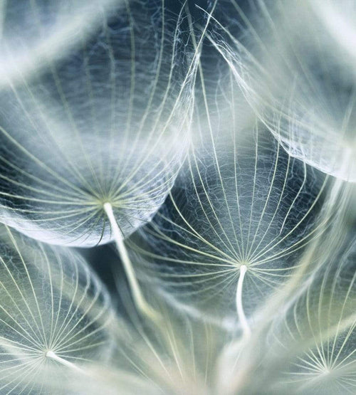 Dimex Dandelion Macro Wall Mural 225x250cm 3 Panels | Yourdecoration.co.uk