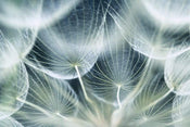 Dimex Dandelion Macro Wall Mural 375x250cm 5 Panels | Yourdecoration.co.uk