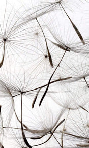 Dimex Dandelion Seeds Wall Mural 150x250cm 2 Panels | Yourdecoration.co.uk