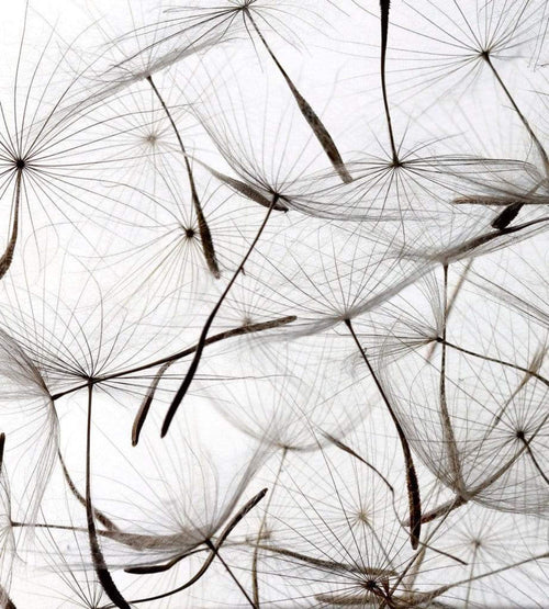 Dimex Dandelion Seeds Wall Mural 225x250cm 3 Panels | Yourdecoration.co.uk