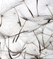 Dimex Dandelion Seeds Wall Mural 225x250cm 3 Panels | Yourdecoration.co.uk