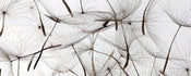 Dimex Dandelion Seeds Wall Mural 375x150cm 5 Panels | Yourdecoration.co.uk