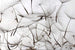 Dimex Dandelion Seeds Wall Mural 375x250cm 5 Panels | Yourdecoration.co.uk