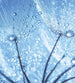 Dimex Dandelion Water Drops Wall Mural 225x250cm 3 Panels | Yourdecoration.co.uk