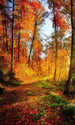 Dimex Forest Walk Wall Mural 150x250cm 2 Panels | Yourdecoration.co.uk