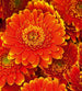 Dimex Gerbera Wall Mural 225x250cm 3 Panels | Yourdecoration.co.uk