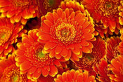 Dimex Gerbera Wall Mural 375x250cm 5 Panels | Yourdecoration.co.uk