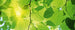 Dimex Green Leaves Wall Mural 375x150cm 5 Panels | Yourdecoration.co.uk