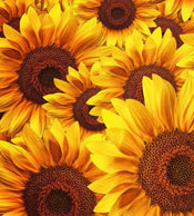 Dimex Helianthus Wall Mural 225x250cm 3 Panels | Yourdecoration.co.uk