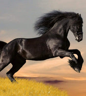 Dimex Horse Wall Mural 225x250cm 3 Panels | Yourdecoration.co.uk