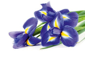 Dimex Iris Wall Mural 375x250cm 5 Panels | Yourdecoration.co.uk