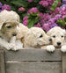 Dimex Labrador Puppies Wall Mural 225x250cm 3 Panels | Yourdecoration.co.uk