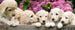 Dimex Labrador Puppies Wall Mural 375x150cm 5 Panels | Yourdecoration.co.uk