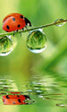 Dimex Ladybird Wall Mural 150x250cm 2 Panels | Yourdecoration.co.uk