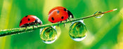 Dimex Ladybird Wall Mural 375x150cm 5 Panels | Yourdecoration.co.uk