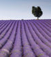 Dimex Lavender Field Wall Mural 225x250cm 3 Panels | Yourdecoration.co.uk