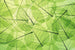 Dimex Leaf Veins Wall Mural 375x250cm 5 Panels | Yourdecoration.co.uk