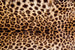 Dimex Leopard Skin Wall Mural 375x250cm 5 Panels | Yourdecoration.co.uk