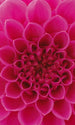 Dimex Pink Dahlia Wall Mural 150x250cm 2 Panels | Yourdecoration.co.uk