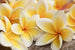 Dimex Plumeria Wall Mural 375x250cm 5 Panels | Yourdecoration.co.uk