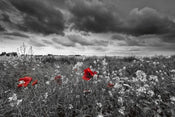 Dimex Poppies Black Wall Mural 375x250cm 5 Panels | Yourdecoration.co.uk