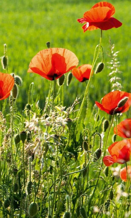 Dimex Poppy Field Wall Mural 150x250cm 2 Panels | Yourdecoration.co.uk