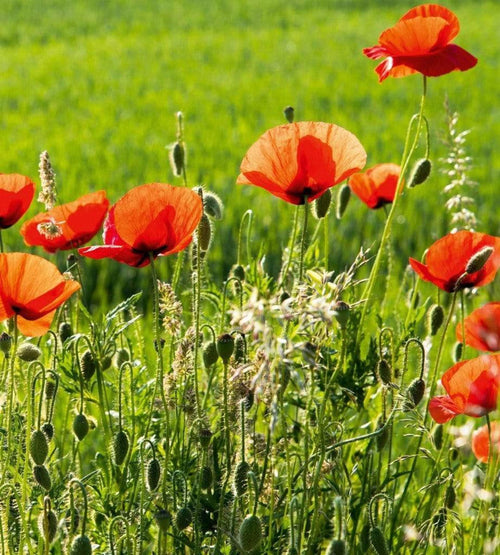 Dimex Poppy Field Wall Mural 225x250cm 3 Panels | Yourdecoration.co.uk