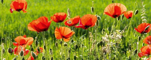 Dimex Poppy Field Wall Mural 375x150cm 5 Panels | Yourdecoration.co.uk