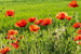 Dimex Poppy Field Wall Mural 375x250cm 5 Panels | Yourdecoration.co.uk