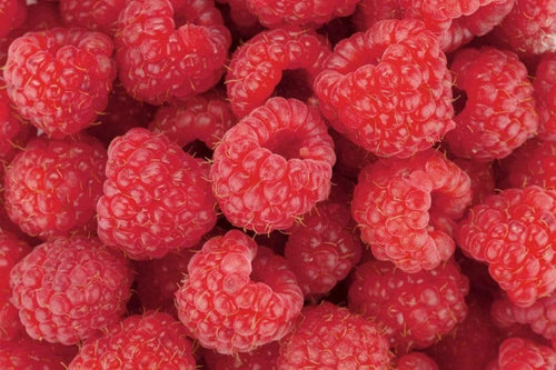 Dimex Raspberry Wall Mural 375x250cm 5 Panels | Yourdecoration.co.uk