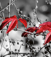 Dimex Red Leaves on Black Wall Mural 225x250cm 3 Panels | Yourdecoration.co.uk