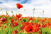 Dimex Red Poppies Wall Mural 375x250cm 5 Panels | Yourdecoration.co.uk