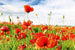 Dimex Red Poppies Wall Mural 375x250cm 5 Panels | Yourdecoration.co.uk