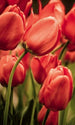 Dimex Red Tulips Wall Mural 150x250cm 2 Panels | Yourdecoration.co.uk