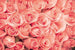 Dimex Roses Wall Mural 375x250cm 5 Panels | Yourdecoration.co.uk